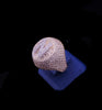 Custom Diamond Pavé Monogram “N” Ring in 18K Yellow Gold