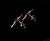 Tiffany & Co Else Peretti Starfish Stud Earrings 18k Yellow Gold